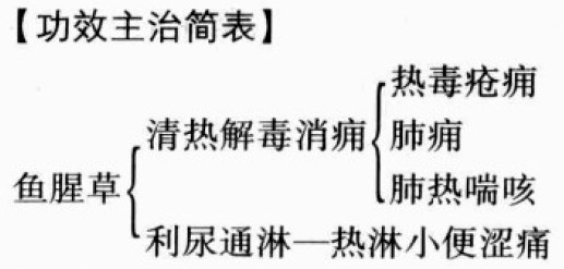 鱼腥草的功效与作用