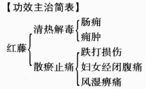 红藤的功效与作用