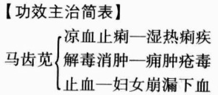 马齿苋的功效与作用