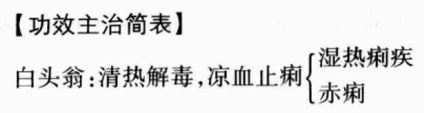 白头翁的功效与作用