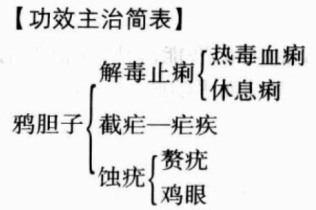 鸦胆子的功效与作用