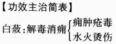 白蔹的功效与作用