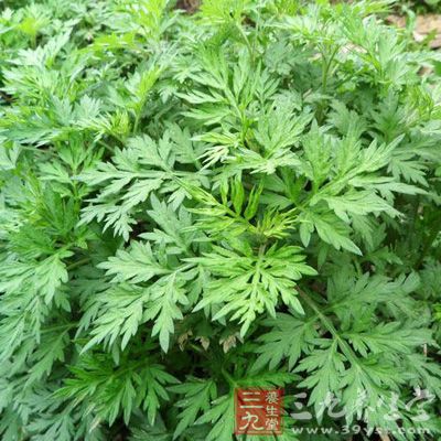 ,艾叶油有抗过敏作用，临床用於治疗过敏性皮炎