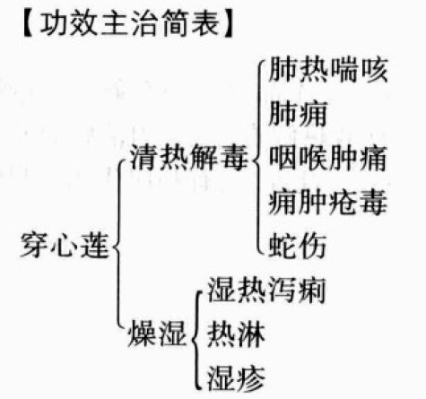 穿心莲的功效与作用