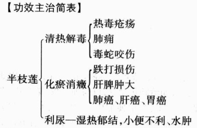 半枝莲的功效与作用