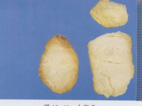 白附子的功效和作用及禁忌,中药白附子图片