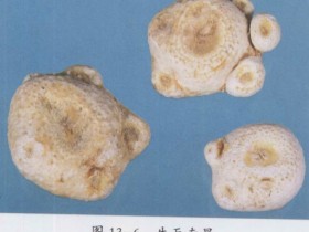 天南星的功效与作用及禁忌,中药胆南星图片