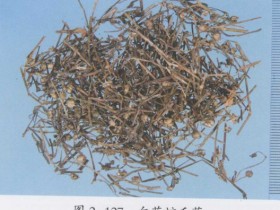 白花蛇舌草的功效与作用,中药白花蛇舌草图片