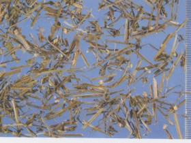 半枝莲的功效与作用,中药半枝莲图片