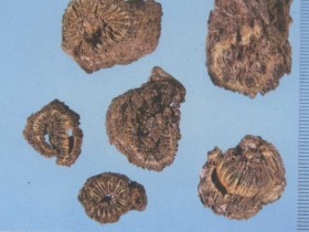 漏芦的功效与作用及禁忌,中药漏芦图片