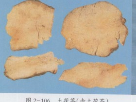 土茯苓的功效与作用及禁忌,中药土茯苓图片