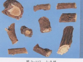 山豆根的功效与作用,山豆根的副作用及禁忌,中药山豆根图片