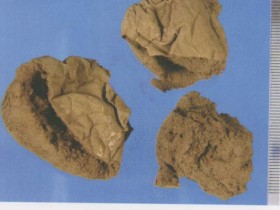 马勃的功效与作用,中药马勃图片