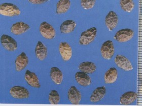 鸦胆子的功效与作用,鸦胆子的副作用与禁忌,中药鸦胆子图片