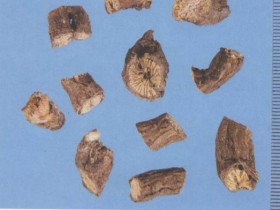 白头翁的功效与作用,中药白头翁图片