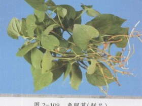 鱼腥草的功效与作用,中药鱼腥草图片