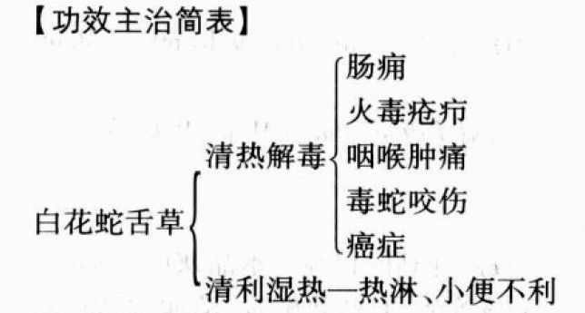 白花蛇舌草的功效与作用