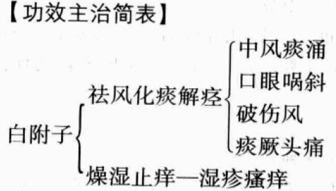 白附子的功效和作用