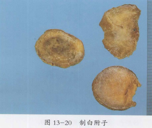 制白附子