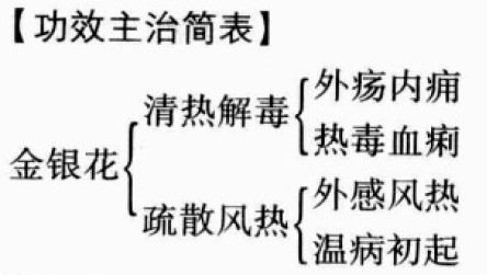 金银花的功效与作用