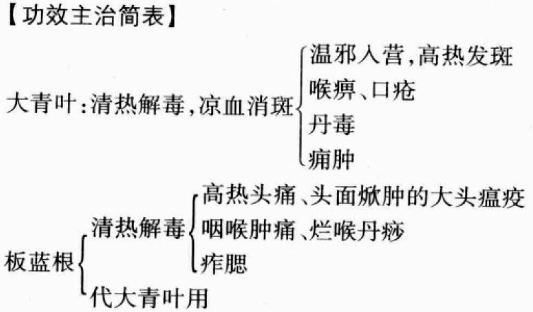 大青叶的功效与作用