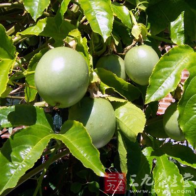 鸡蛋果含果酸、可食纤维，作用于消化系统，对食欲不振、胃胀、便秘的效果都很好
