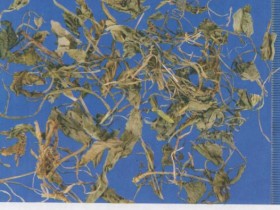 紫花地丁的功效与作用,中药紫花地丁图片