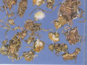 蒲公英的功效与作用,蒲公英的副作用及禁忌,中药蒲公英图片