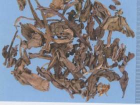 大青叶，板蓝根的功效与作用及禁忌,中药大青叶、板蓝根图片