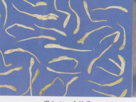 金银花的功效与作用,中药金银花图片