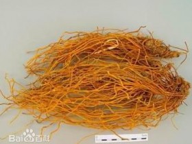 马尾连的功效与作用,中药马尾连图片