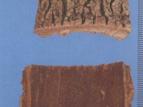 秦皮的功效与作用,中药秦皮图片