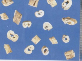 白鲜皮的功效与作用,中药白鲜皮图片