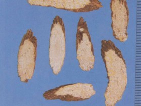 银柴胡的功效与作用,银柴胡和柴胡的区别,中药银柴胡图片