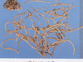 白薇的功效与作用及禁忌,中药白薇图片