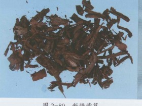 紫草的功效与作用及禁忌,中药紫草图片