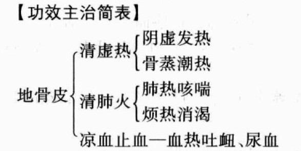 地骨皮的功效与作用