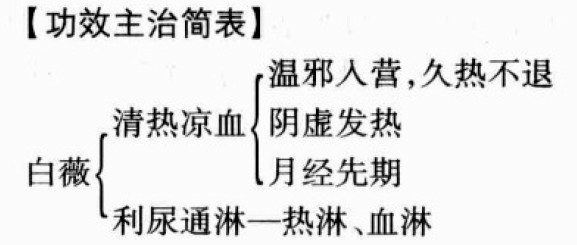 白薇的功效与作用