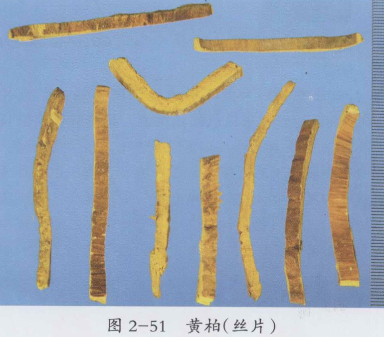 中药黄柏图片