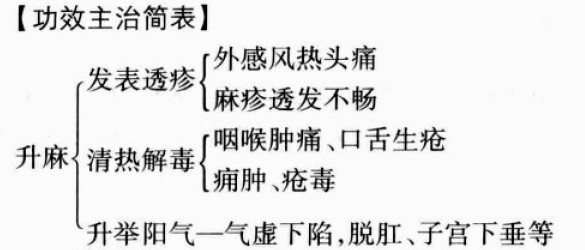 升麻的功效与作用