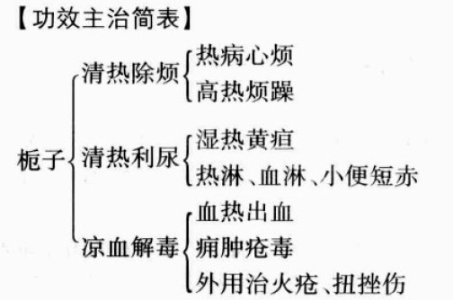 栀子的功效与作用