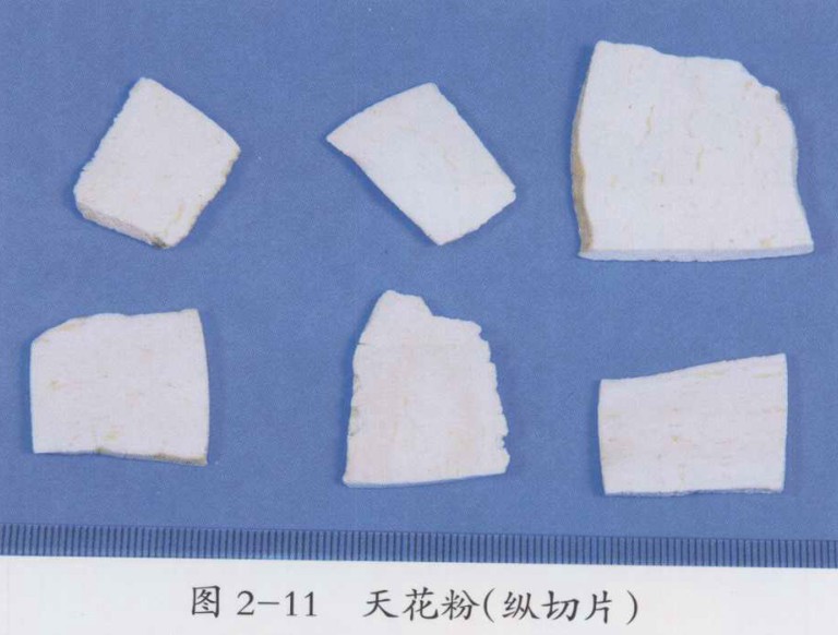 天花粉图片