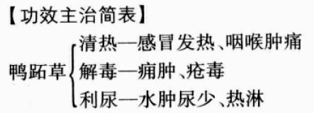 鸭跖草的功效与作用