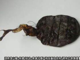 熊胆的功效与作用,中药熊胆图片