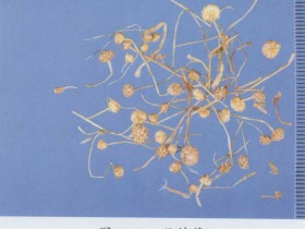 谷精草的功效与作用,中药谷精草图片