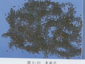 青葙子的功效与作用及禁忌,中药青葙子图片