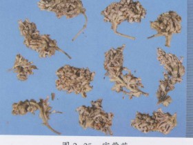 密蒙花的功效与作用,中药密蒙花图片