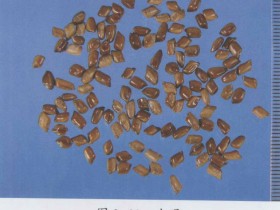 决明子的功效与作用及禁忌,中药决明子图片