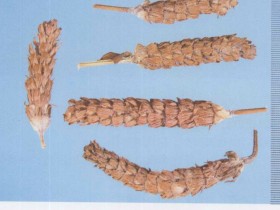 夏枯草的功效与作用,中药夏枯草图片