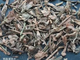 鸭跖草的功效与作用,中药鸭跖草图片